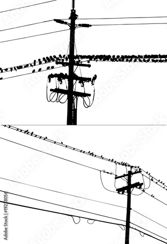 Vector wire on birds