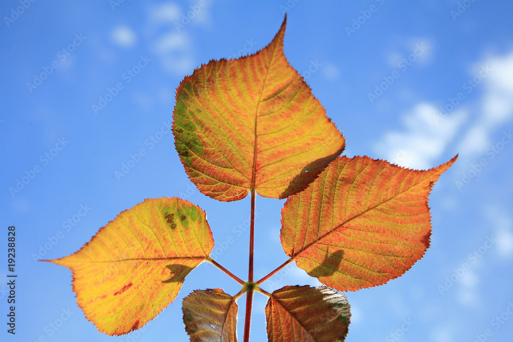 leaves leaves