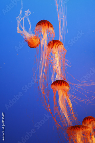 Orange decorative jellyfishes in an aquarium #19239637