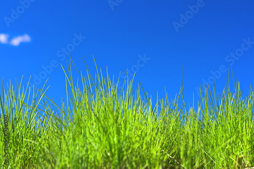 Grass and blue sky background.
