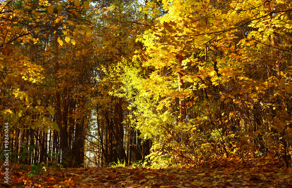 autumn forest scene, yellow leaves shining