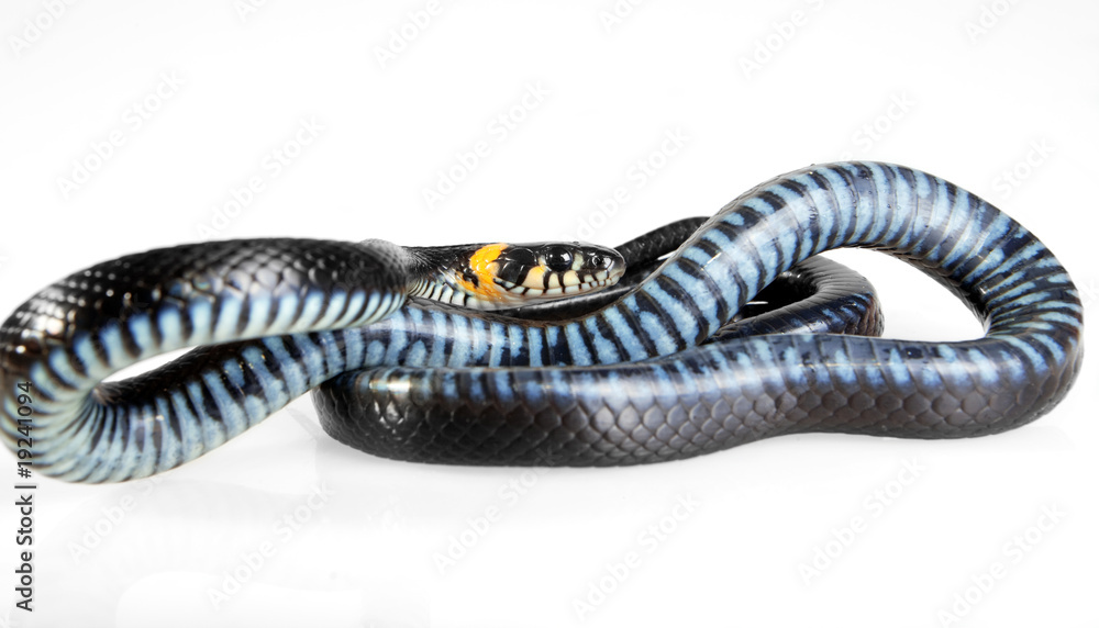 Naklejka premium Snake isolated on white background.