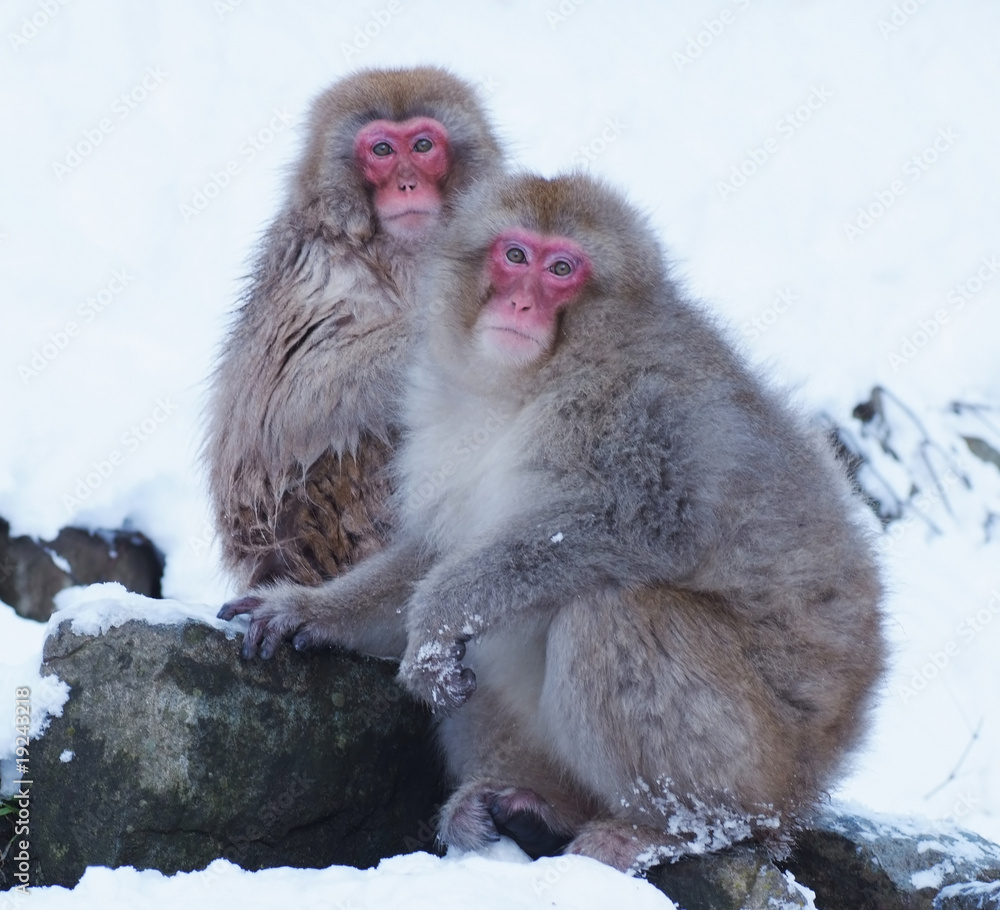 Naklejka premium スノーモンキー