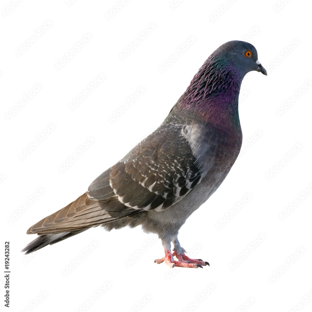 Pigeon. Isolated on white background. Pigeon. Isolated on white background.