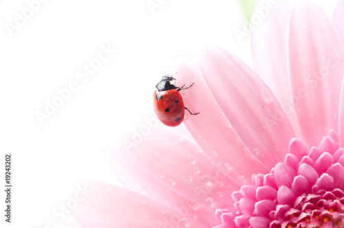 gerbera flower and ladybug
