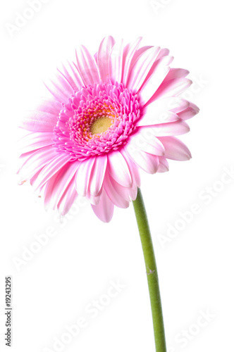 gerbera flower © mashe