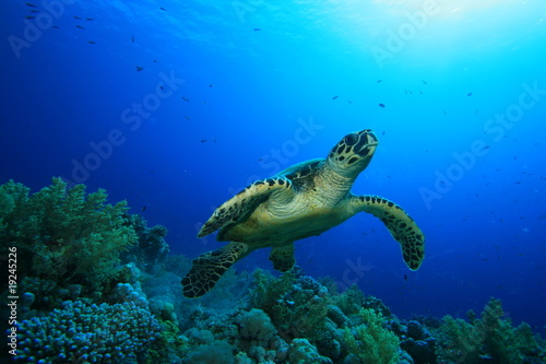 Sea Turtle © Richard Carey