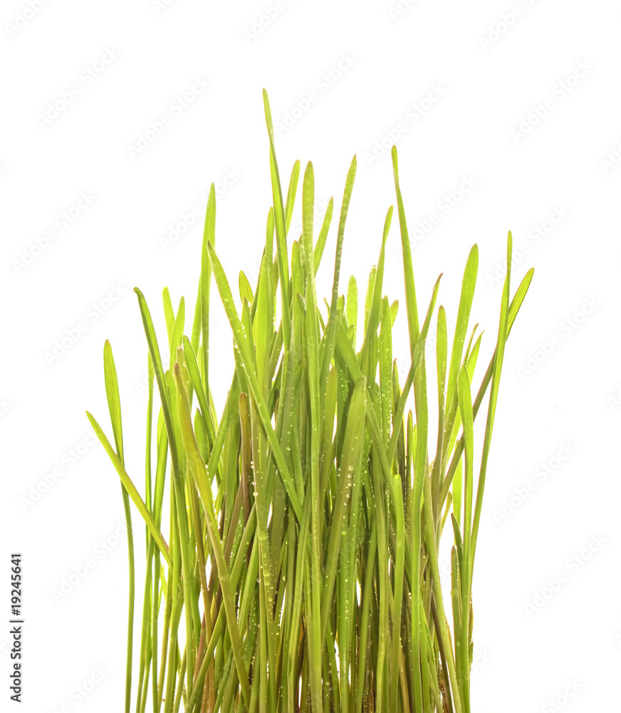 Obraz premium Bujna zielona trawa