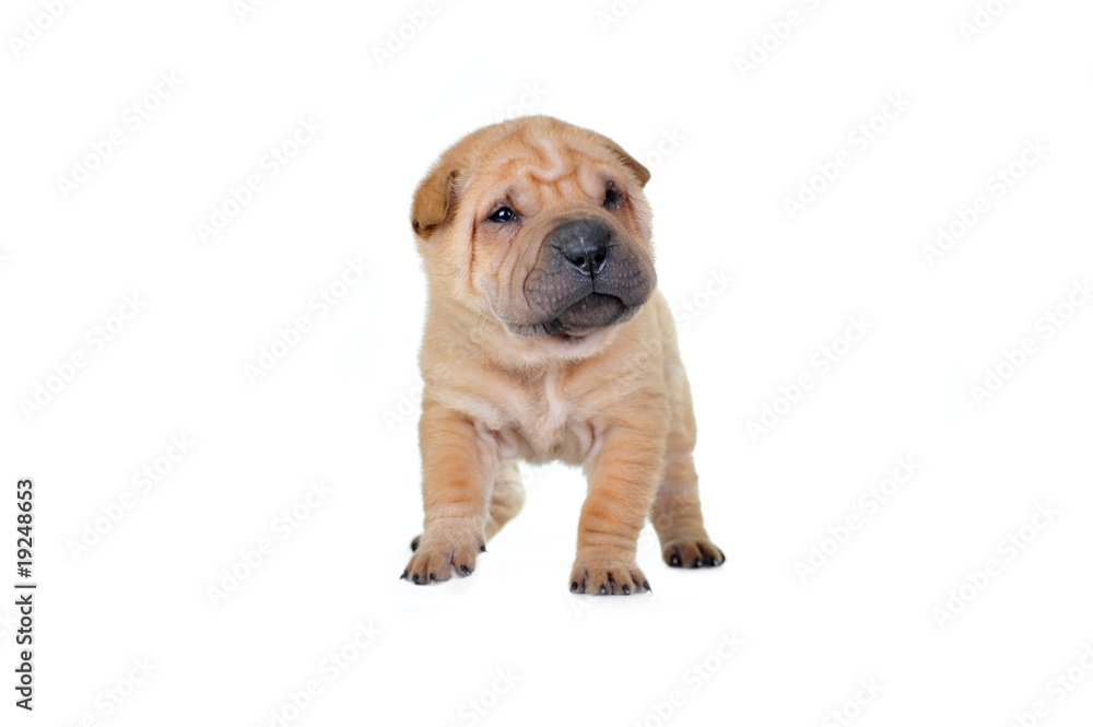 Obraz premium brown puppy