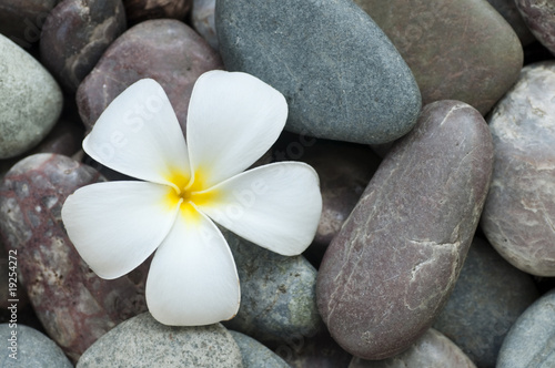 White frangipani and therapy stones.