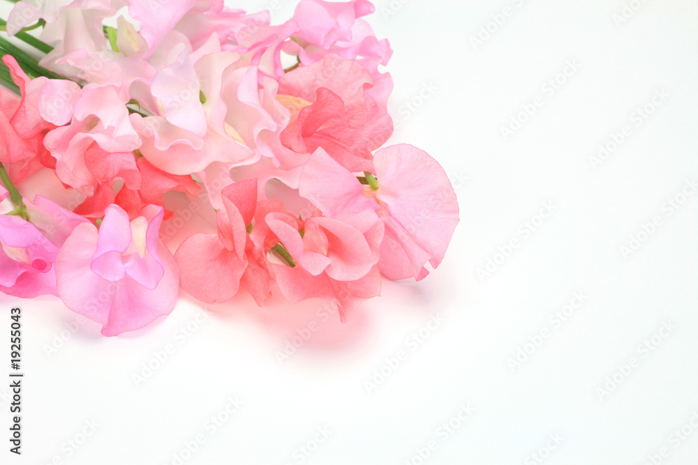 Fototapeta premium sweet pea