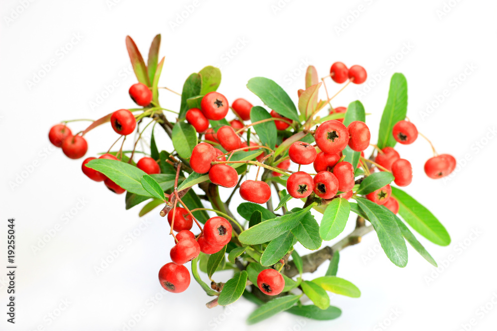 Obraz premium pyracanthas