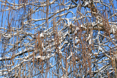 Wallpaper Mural schnee Torontodigital.ca