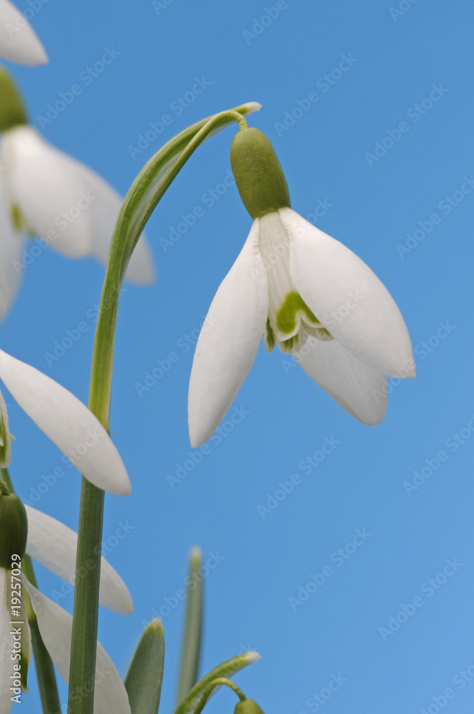 Fototapeta premium Schneeglöckchen