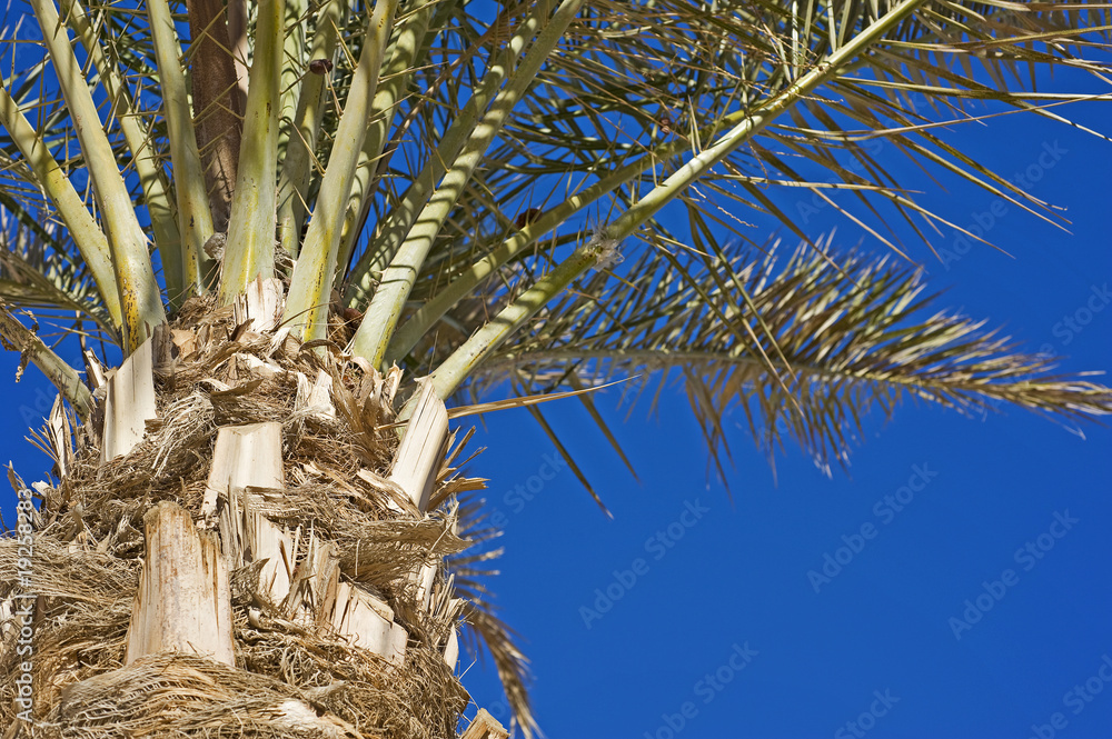 Palm tree fronds on a blue sky background Stock Photo Adobe Stock
