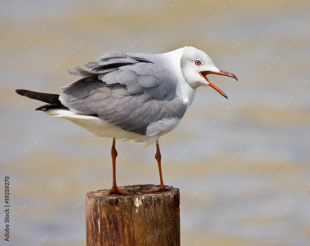 Fototapeta premium Grey-headed Gull
