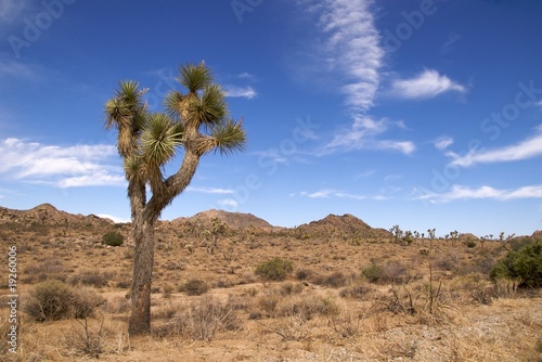 Mature joshua tree with mountains  Joshua Tree NP