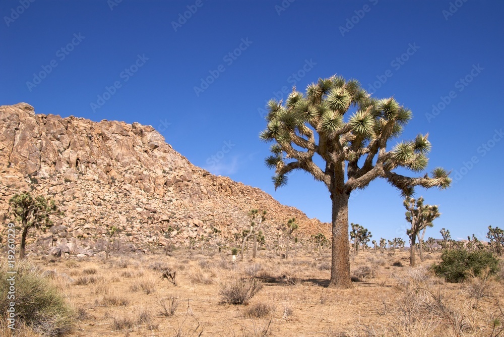 The eerily beautiful landscape of Joshua Tree National Park