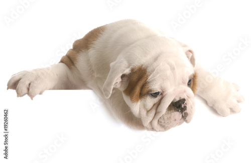 eight week old bulldog puppy hanging over white foreground