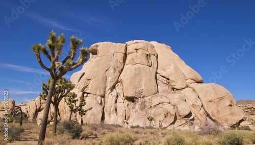 Group of Joshua trees in front of boulders, Joshua Tree NP