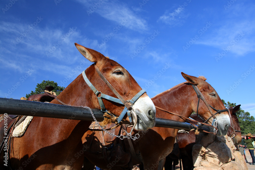 Mule at the Grand Canyon National Park.. Mule at the Grand Canyon National Park..