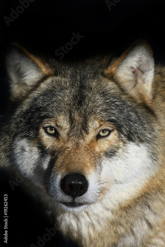 Wolf © www.tierfilmer.info