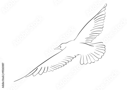 seagull