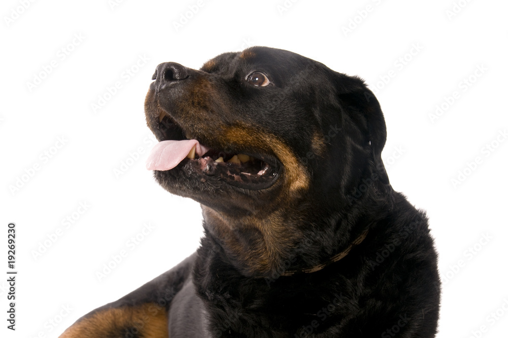 Naklejka premium rottweiler