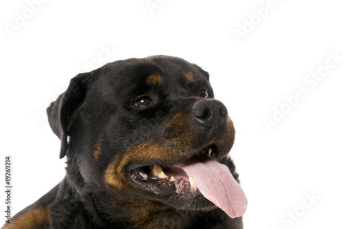 grosse tête de chien Rottweiler