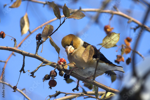 a hawfinch ( Coccothraustes coccothraustes ) on a branch photo