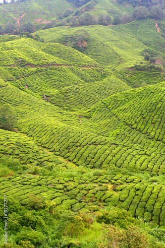 Cameron Highland, Malaysia..