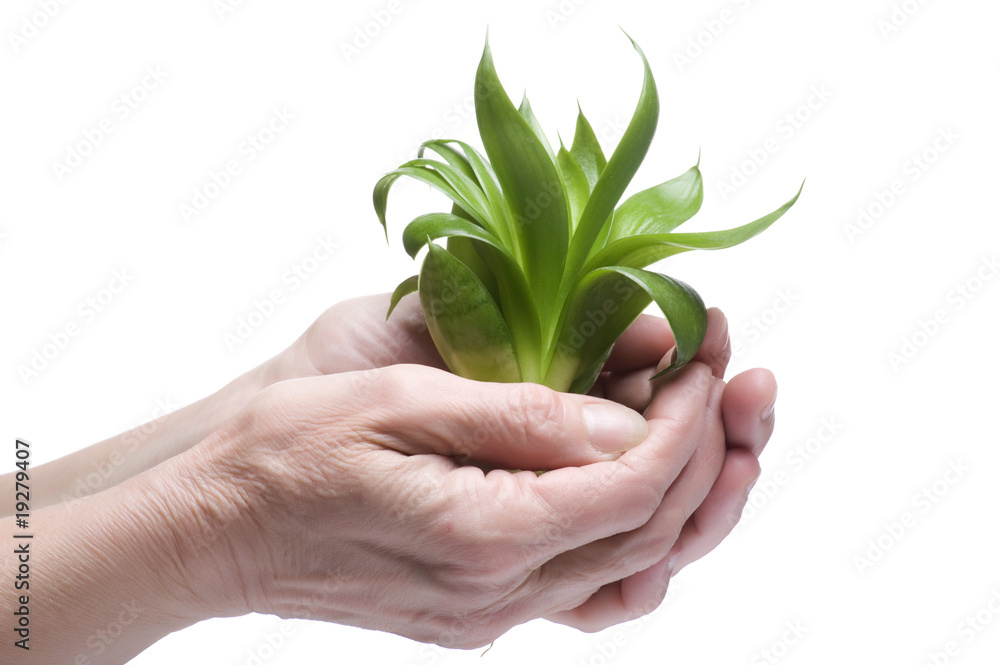 Green plant on hand close up