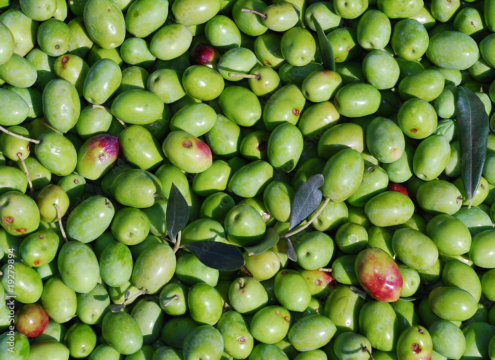 A Harvest of Green Olives