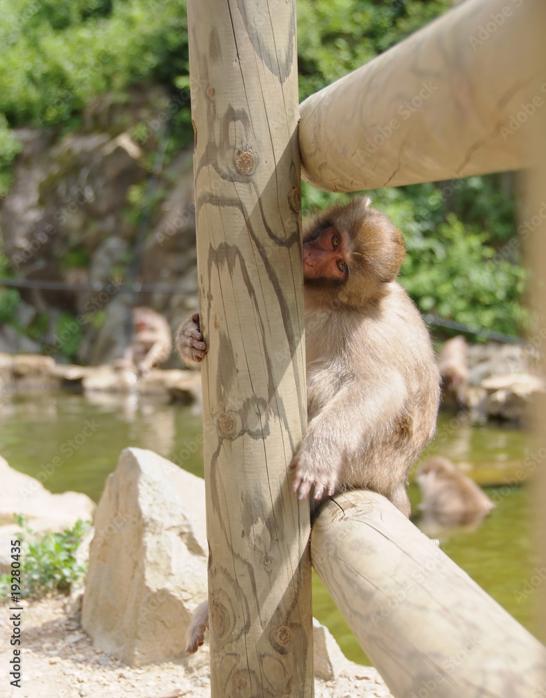 Obraz premium モンキー