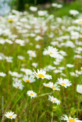 camomile on natural background