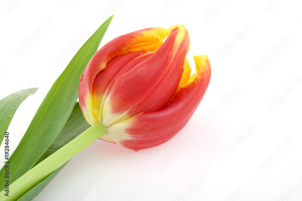 Tulip isolated on white background Tulip isolated on white background