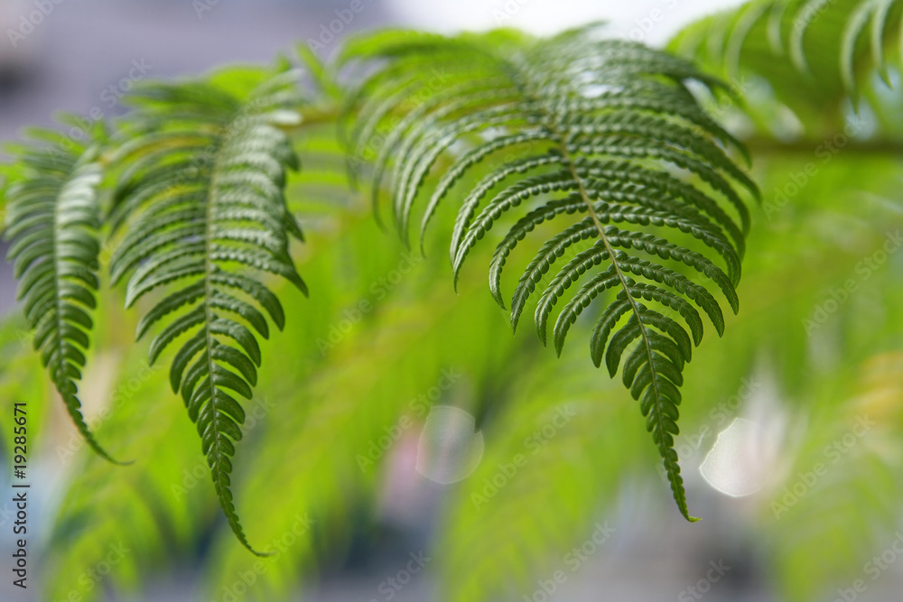 シダの葉 Stock 写真 | Adobe Stock