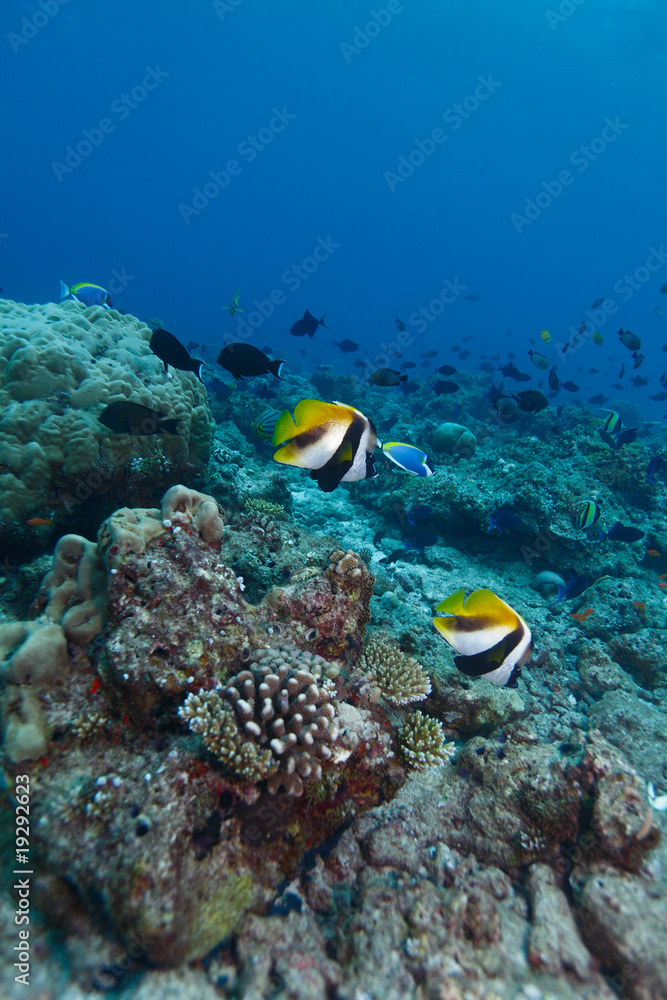 Fototapeta premium Masked bannerfishes (Heniochus monocera)