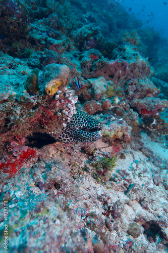The laced moray  gymnothorax favagineus   Maldives