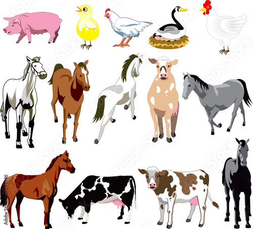 Farm Animals