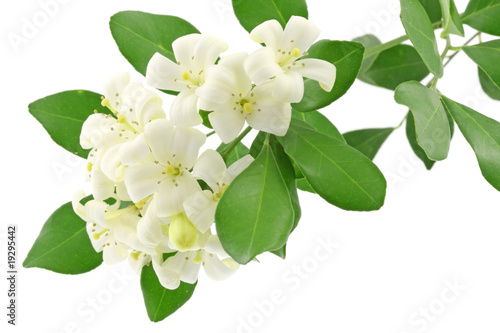 fleurs blanches murraya exotica, bois Chine, fond blanc