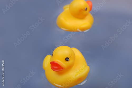 duck