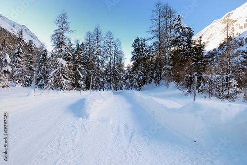 Autostrada nel bosco