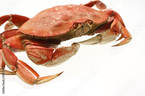 A cooked dungeness crab photo