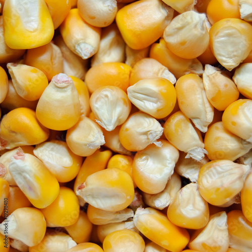 yellow corn grains photo