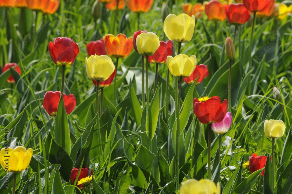 Tulpen Tulpen