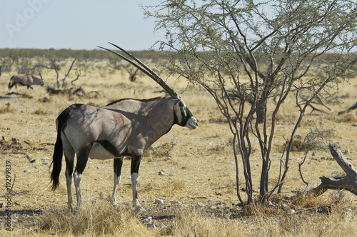 Oryxantilope im Schatten