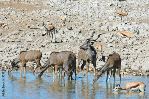Kudu am Wasserloch