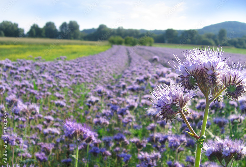 Fototapeta premium phacelia field