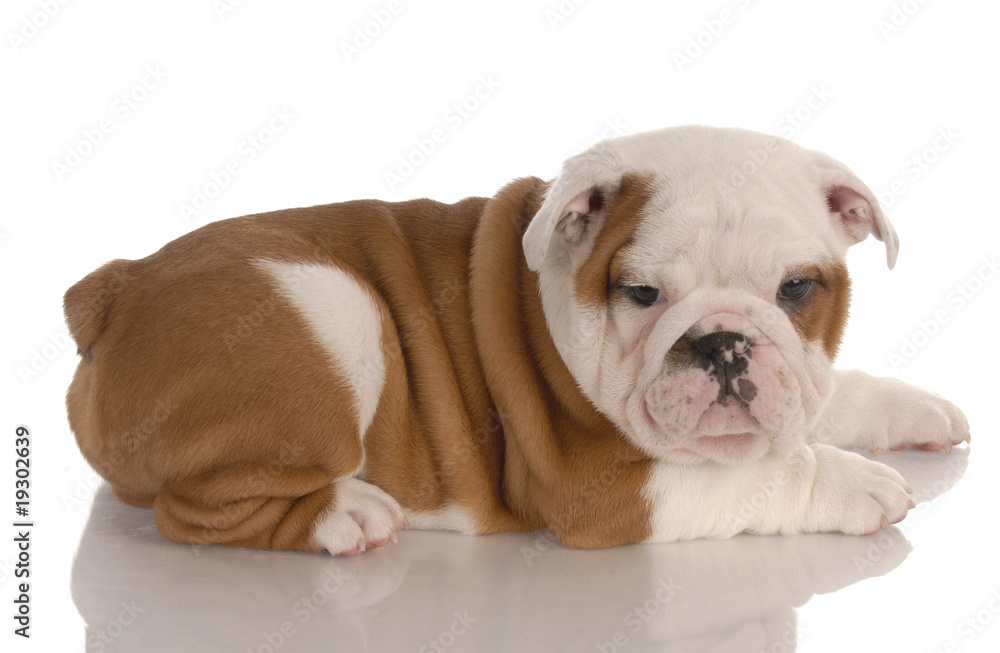 Fototapeta premium red and white eight week old english bulldog puppy